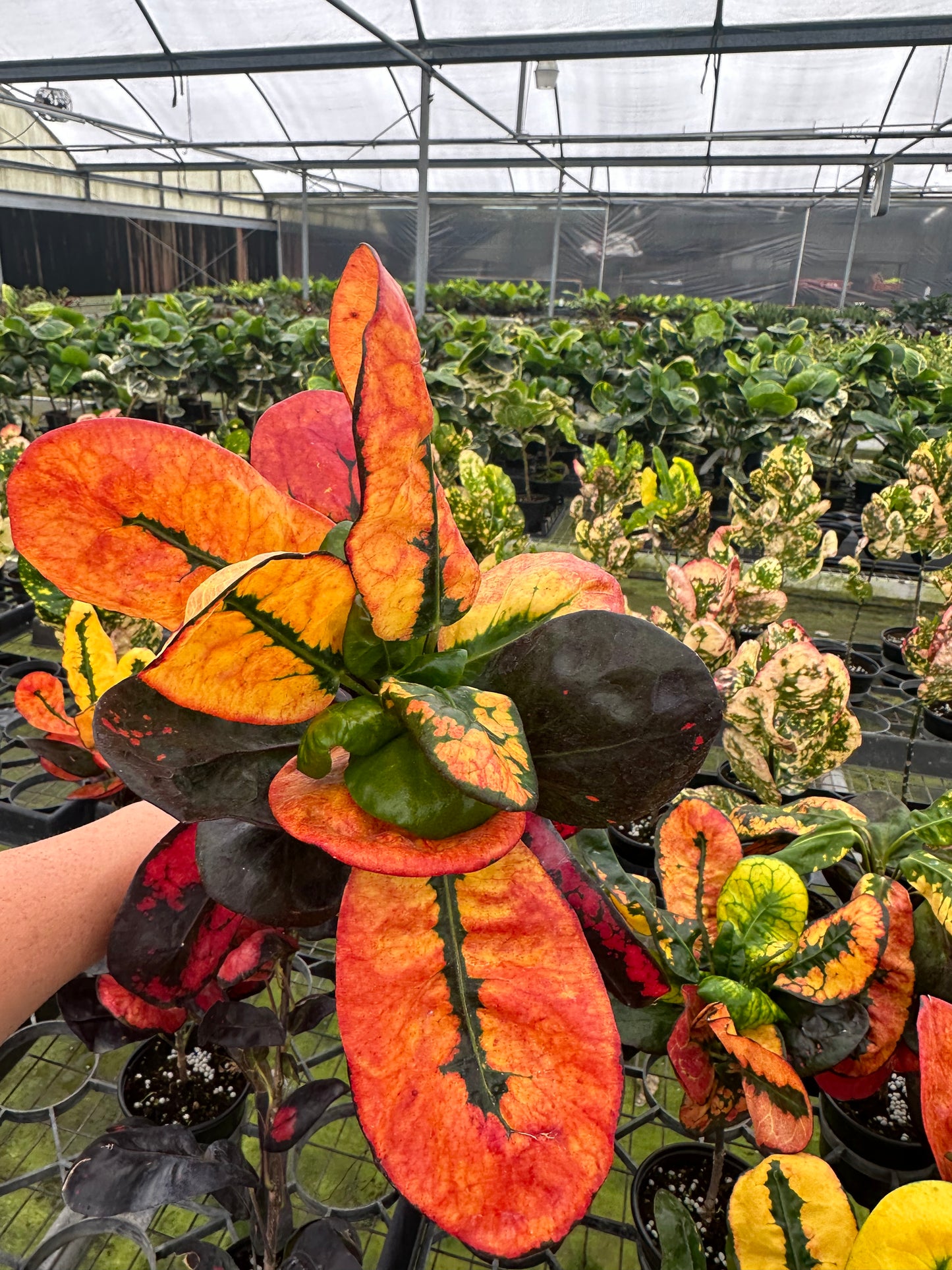 4” Croton Hot Boy, live plant