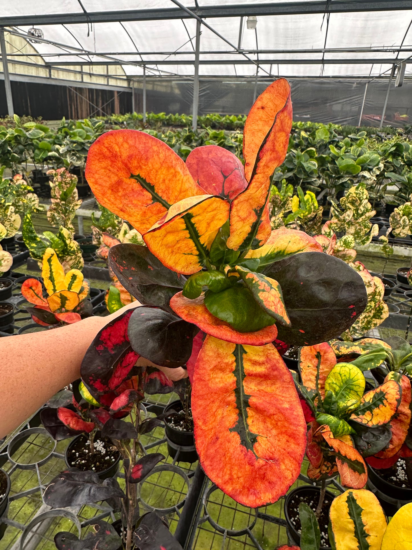 4” Croton Hot Boy, live plant