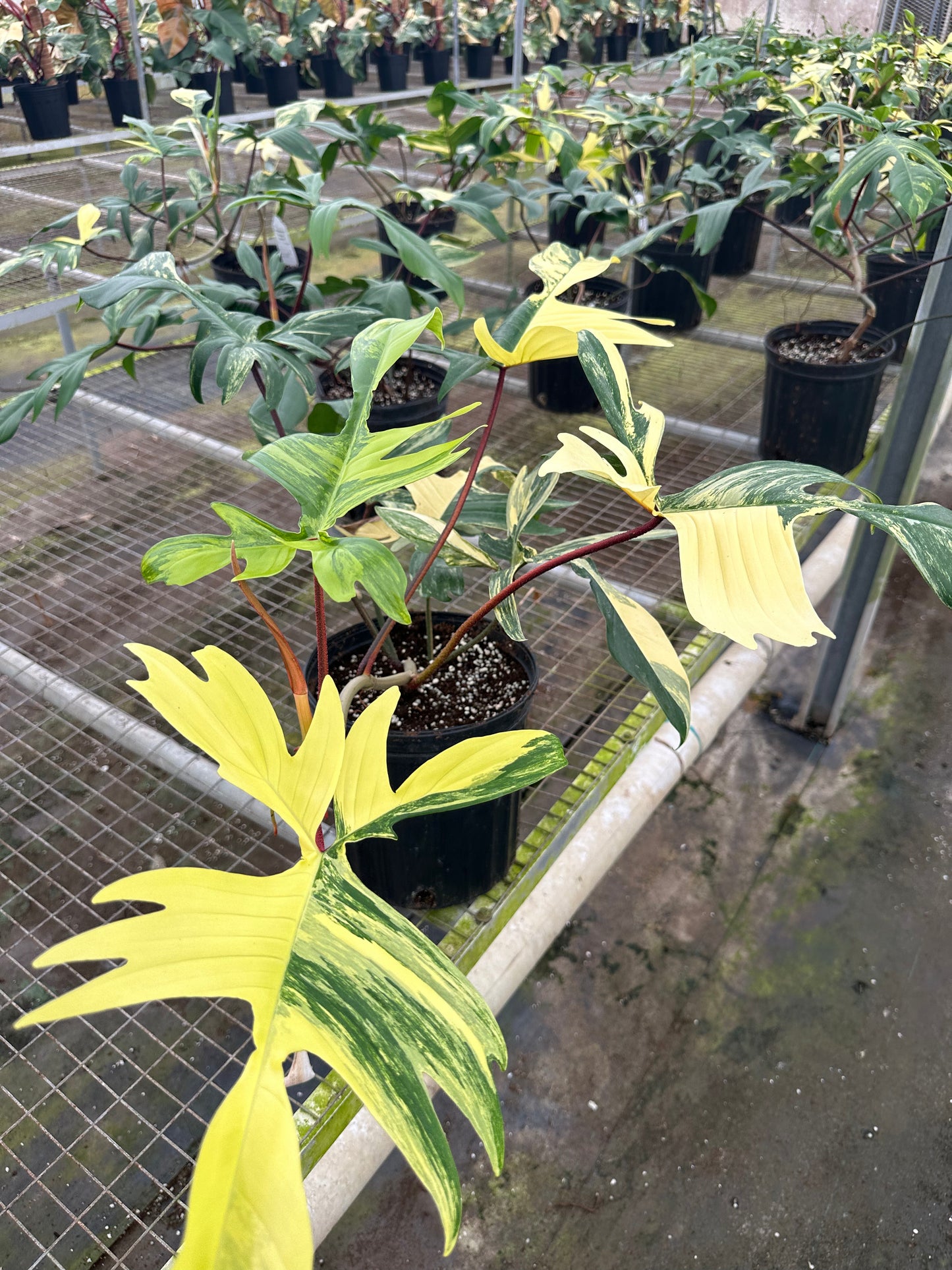 10” Florida Beauty Philodendron, live plant