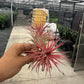 PINK Airplant