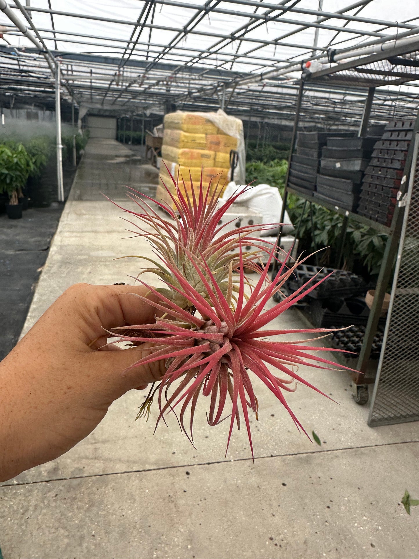 PINK Airplant