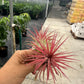 PINK Airplant