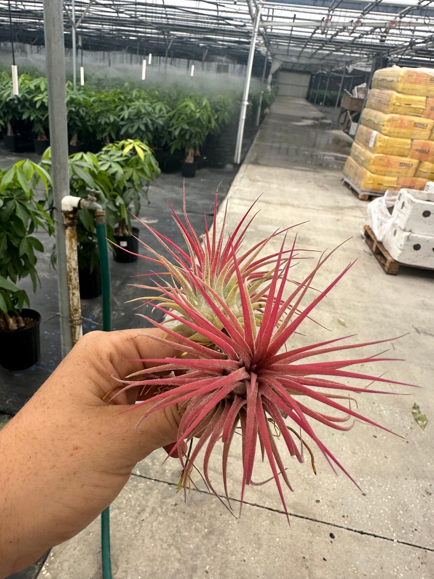 PINK Airplant