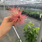 PINK Airplant