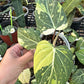 Philodendron Variegated Gloriosum 4”