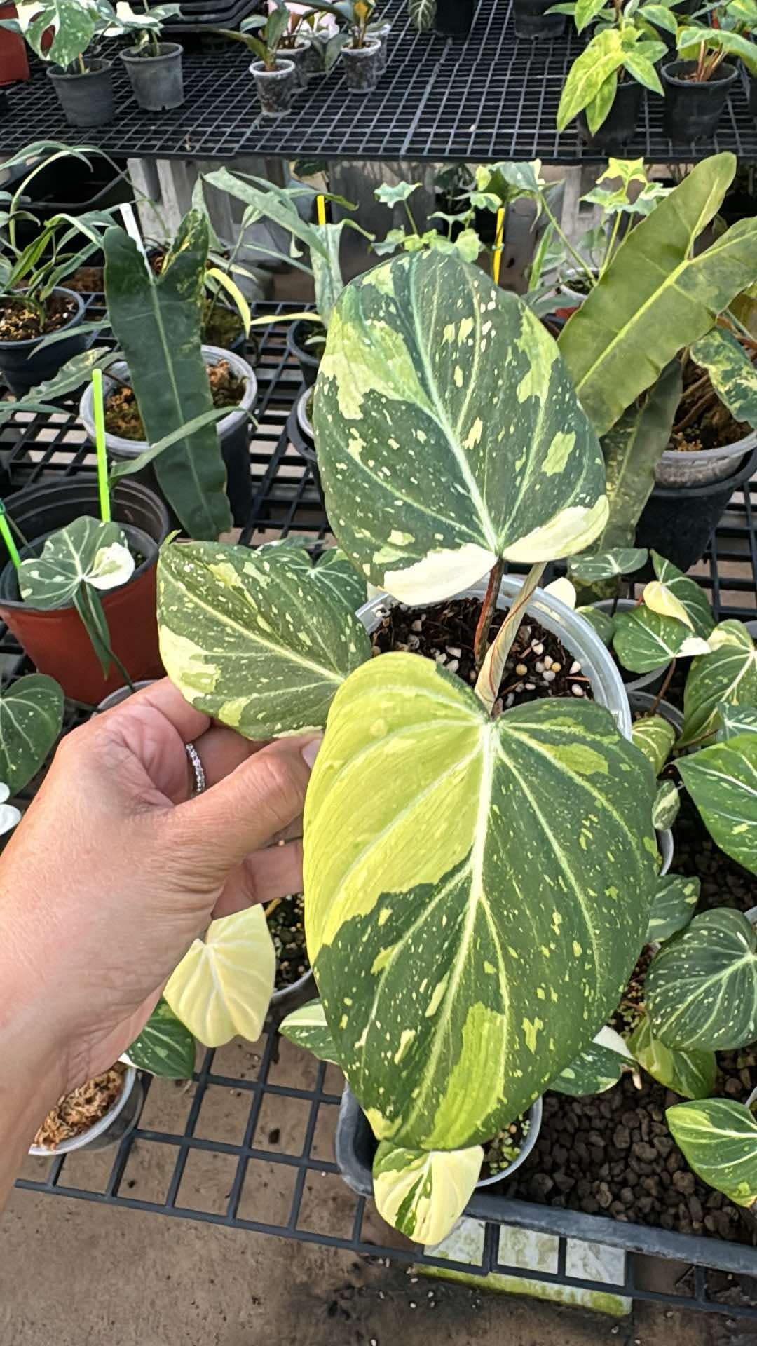 Philodendron Variegated Gloriosum 4”