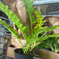 8” Golden Crocodile Philodendron