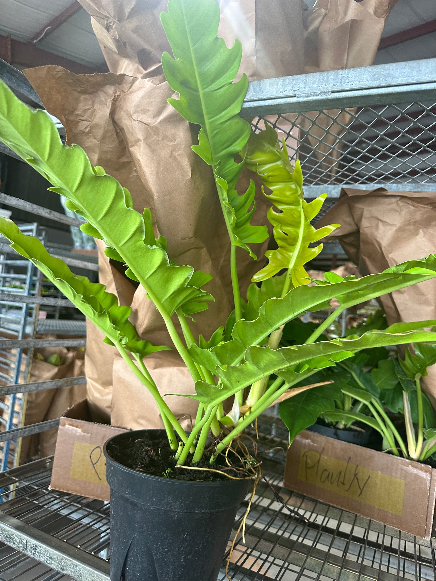 8” Golden Crocodile Philodendron