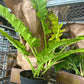 8” Golden Crocodile Philodendron