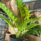 8” Golden Crocodile Philodendron