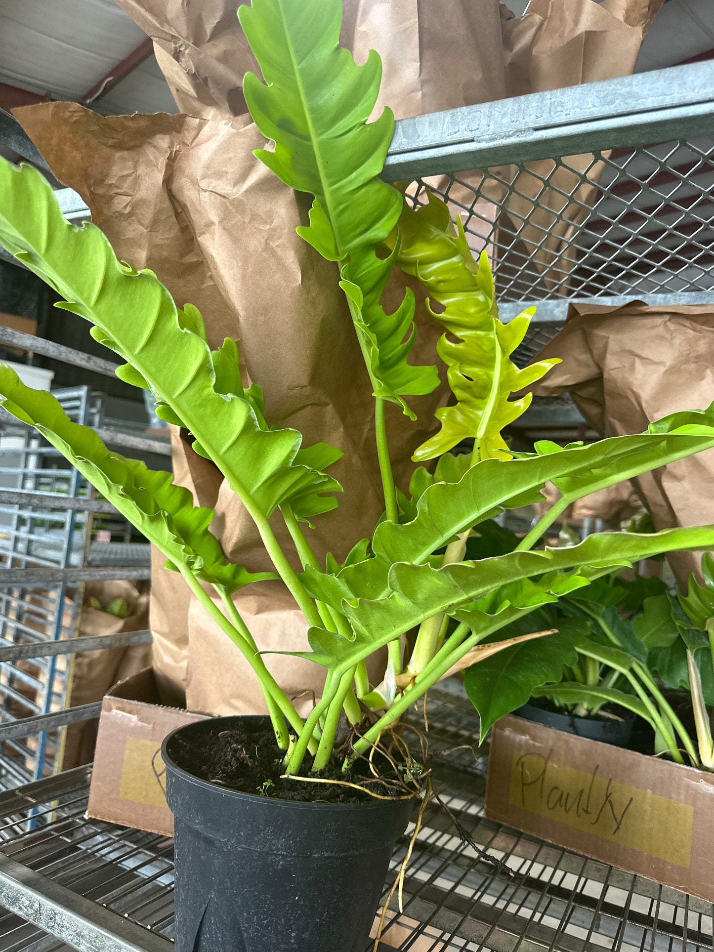 8” Golden Crocodile Philodendron