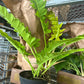 8” Golden Crocodile Philodendron