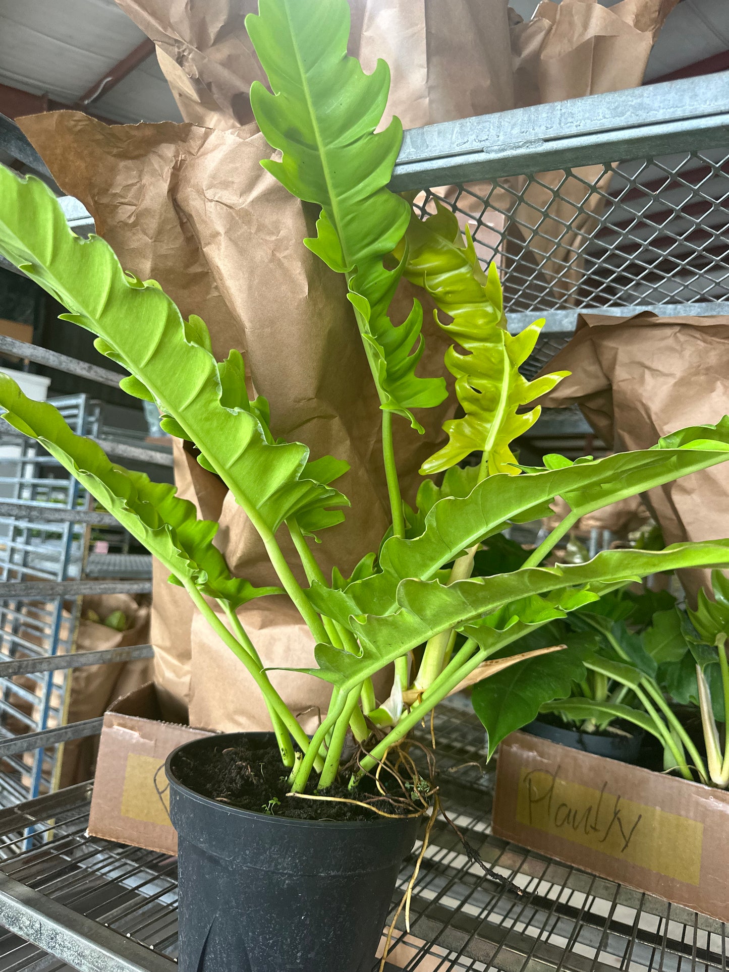 8” Golden Crocodile Philodendron