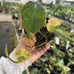 4” Philodendron Micans Variegated