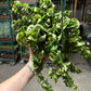 8” green rope with runners (LIMITED)