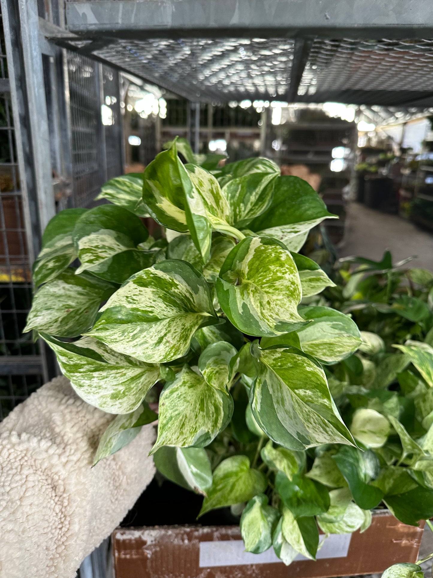 6” Manjula pothos