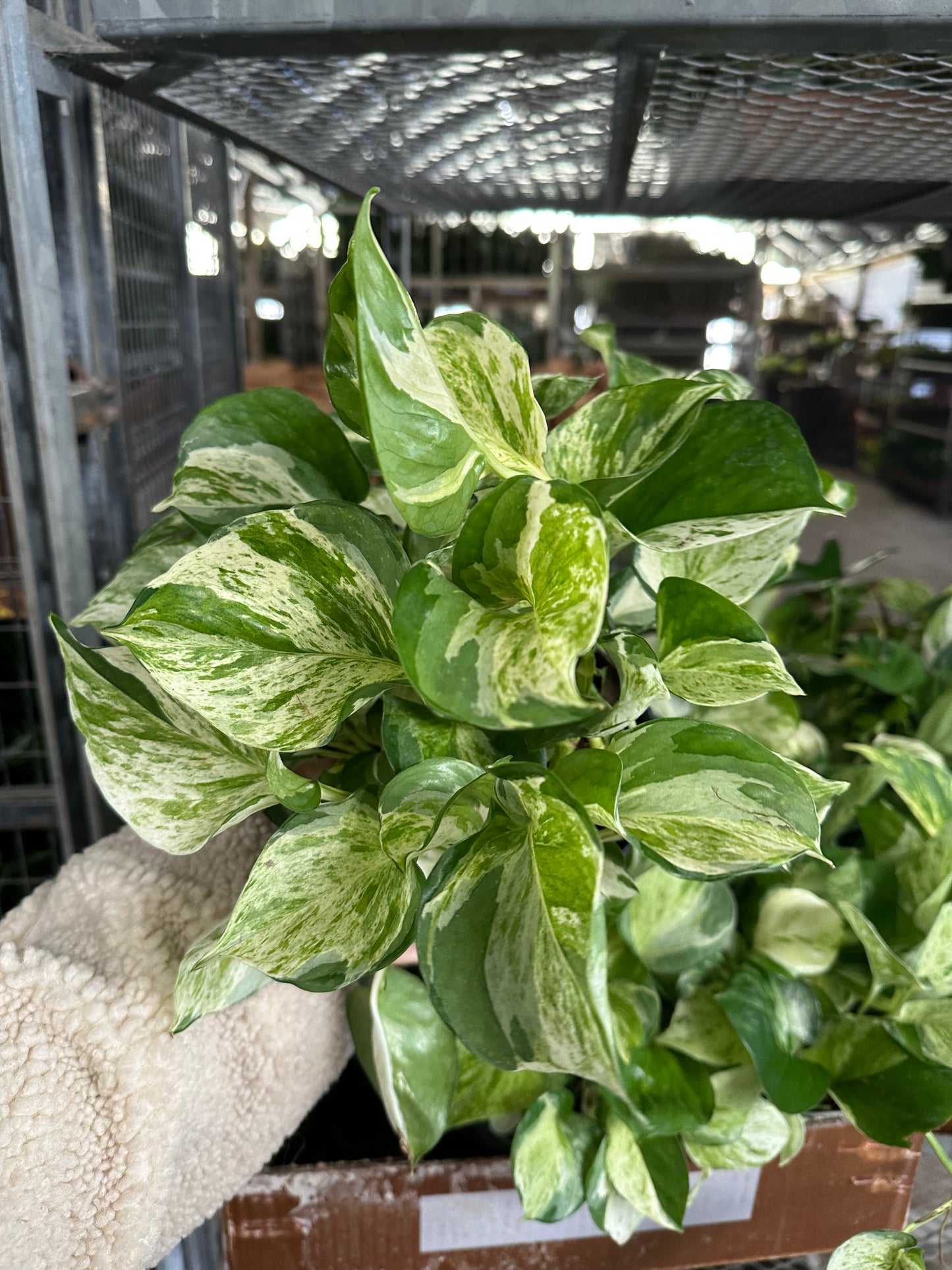 6” Manjula pothos