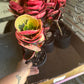 4” Rose Croton, live plant