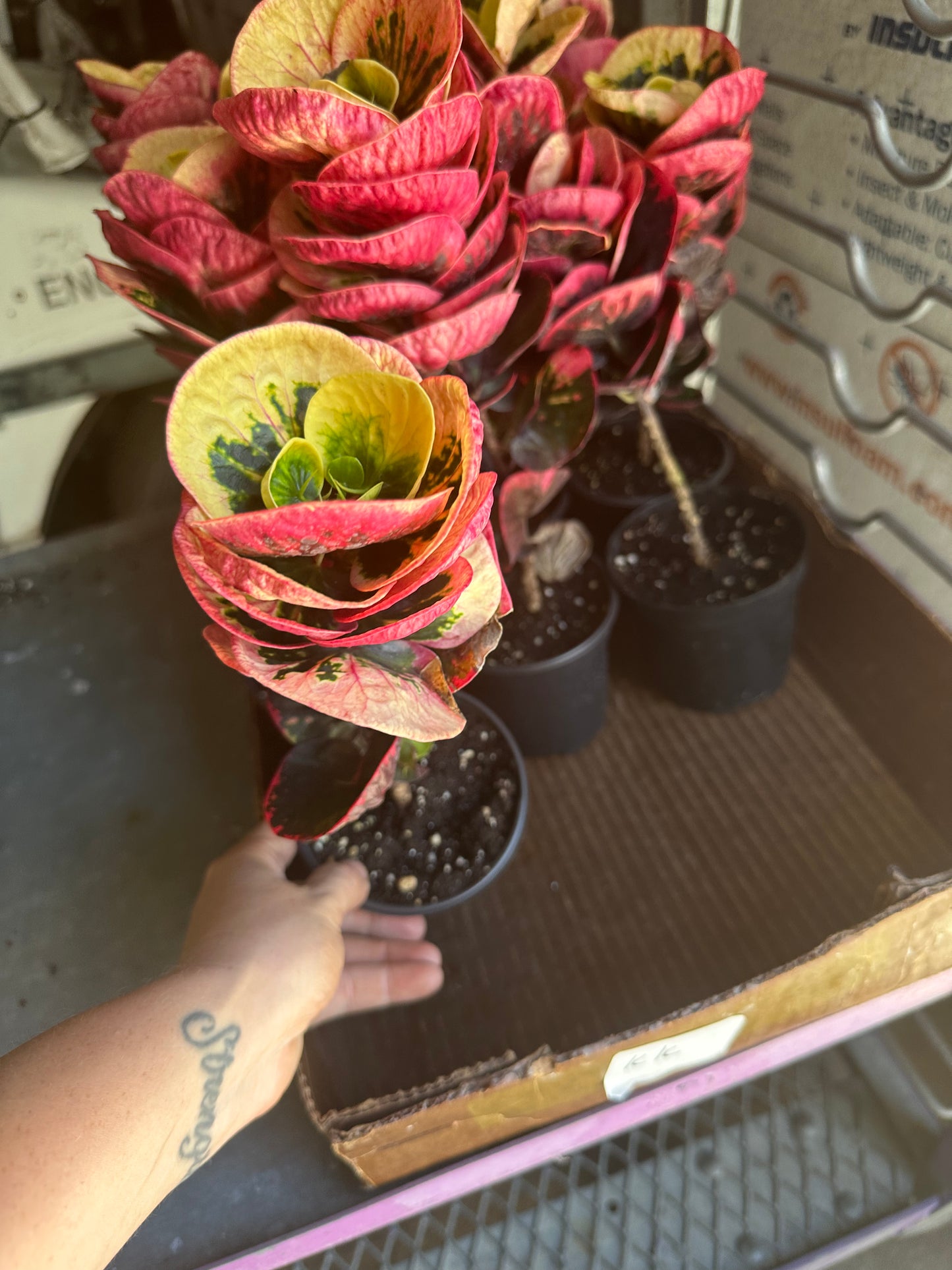 4” Rose Croton, live plant