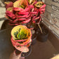 4” Rose Croton, live plant