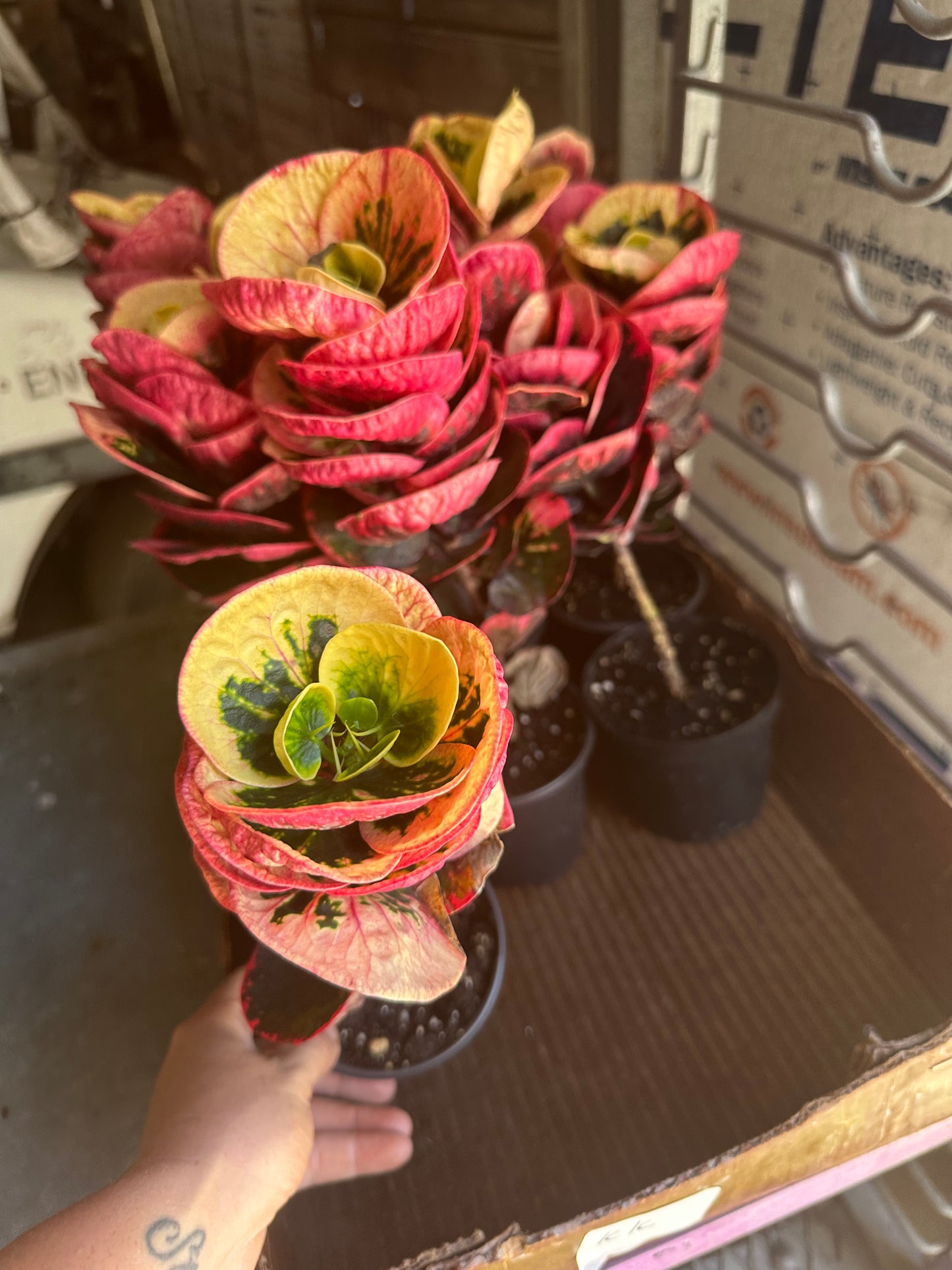 4” Rose Croton, live plant