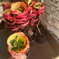 4” Rose Croton, live plant