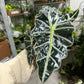 Alocasia Polly 6”