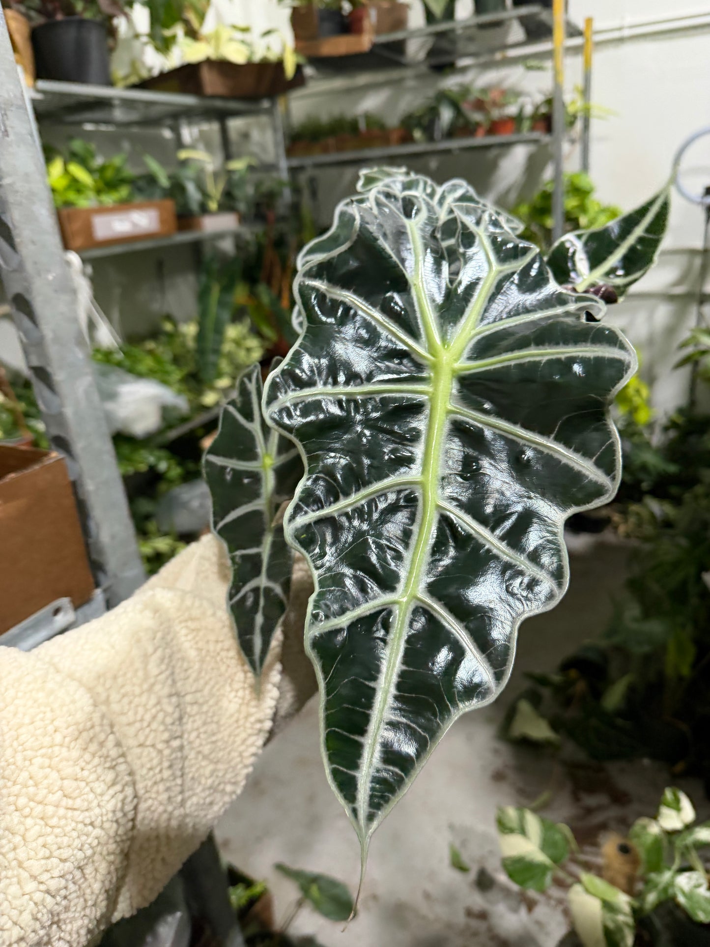 Alocasia Polly 6”