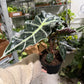 Alocasia Polly 6”