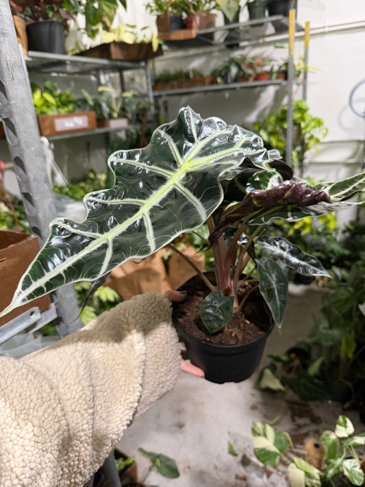 Alocasia Polly 6”