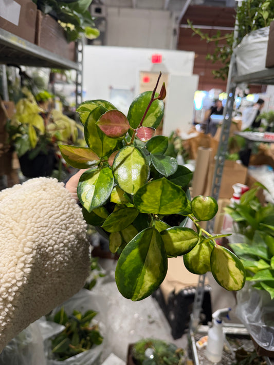 Hoya Australia Lisa 6”