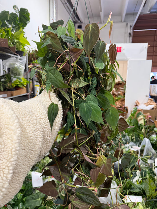 Philodendron Micans 8”