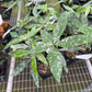 4” Variegated Money Tree Pachira