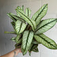 6” Calathea White Star