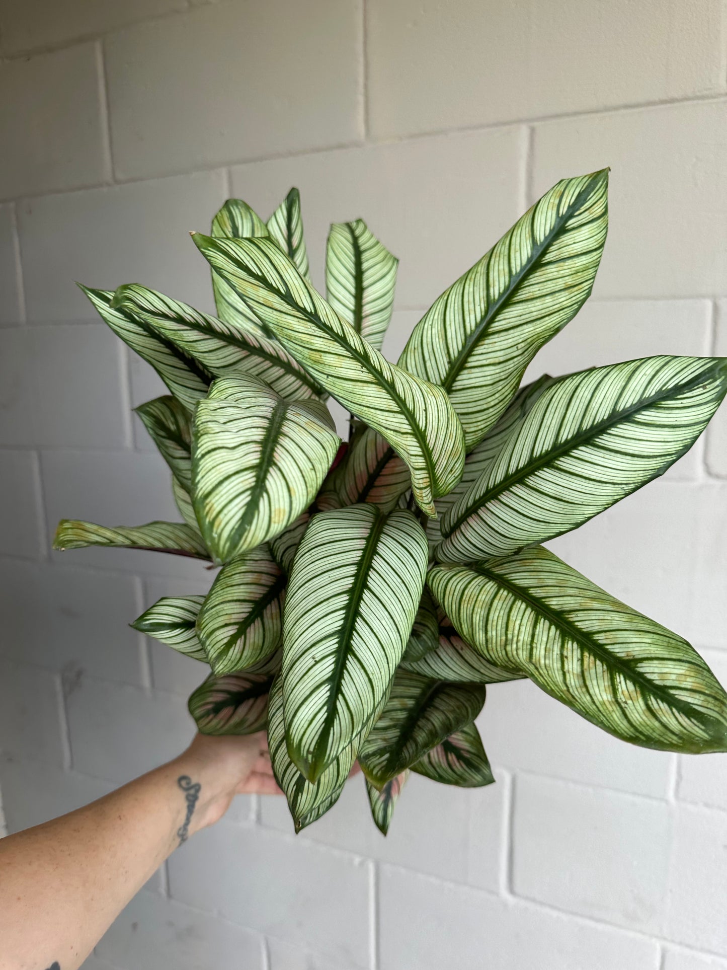 6” Calathea White Star