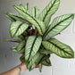 6” Calathea White Star