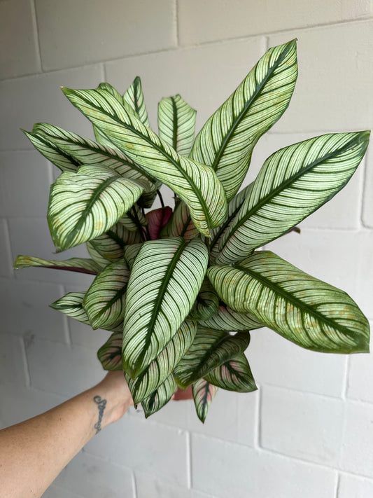 6” Calathea White Star