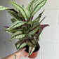 6” Calathea White Star