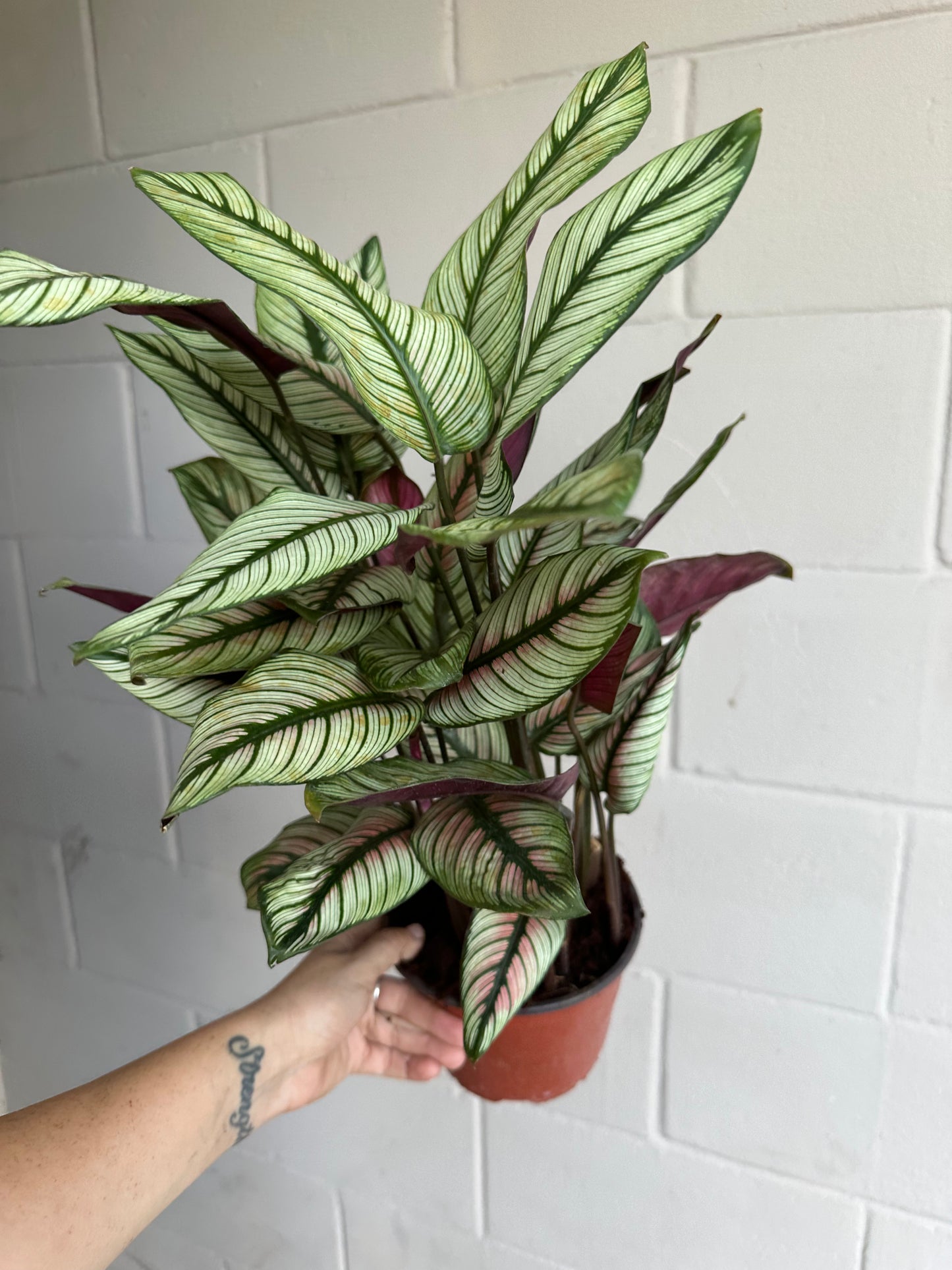 6” Calathea White Star