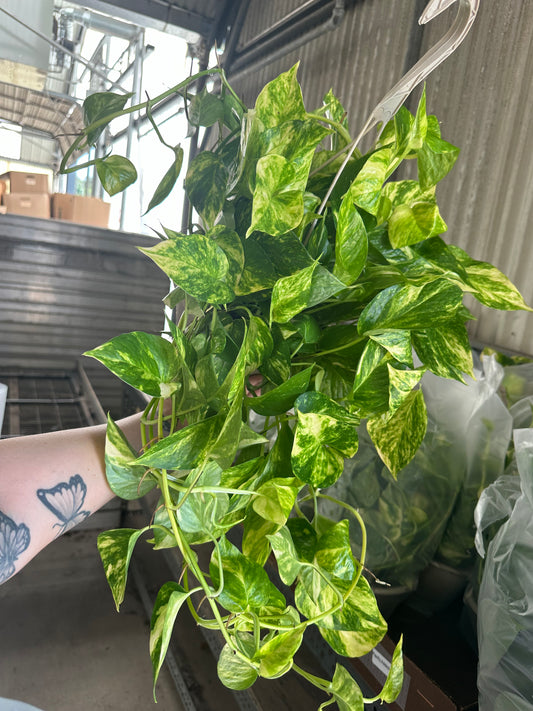 8” ChurchHill Pothos