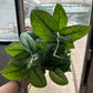 6” Silver Satin Splash, live plant, indoor plant