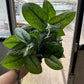 6” Silver Satin Splash, live plant, indoor plant