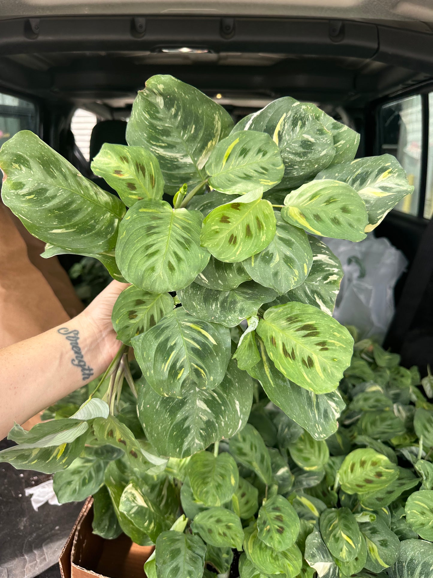 6” Green Maranta Variegated, live plant