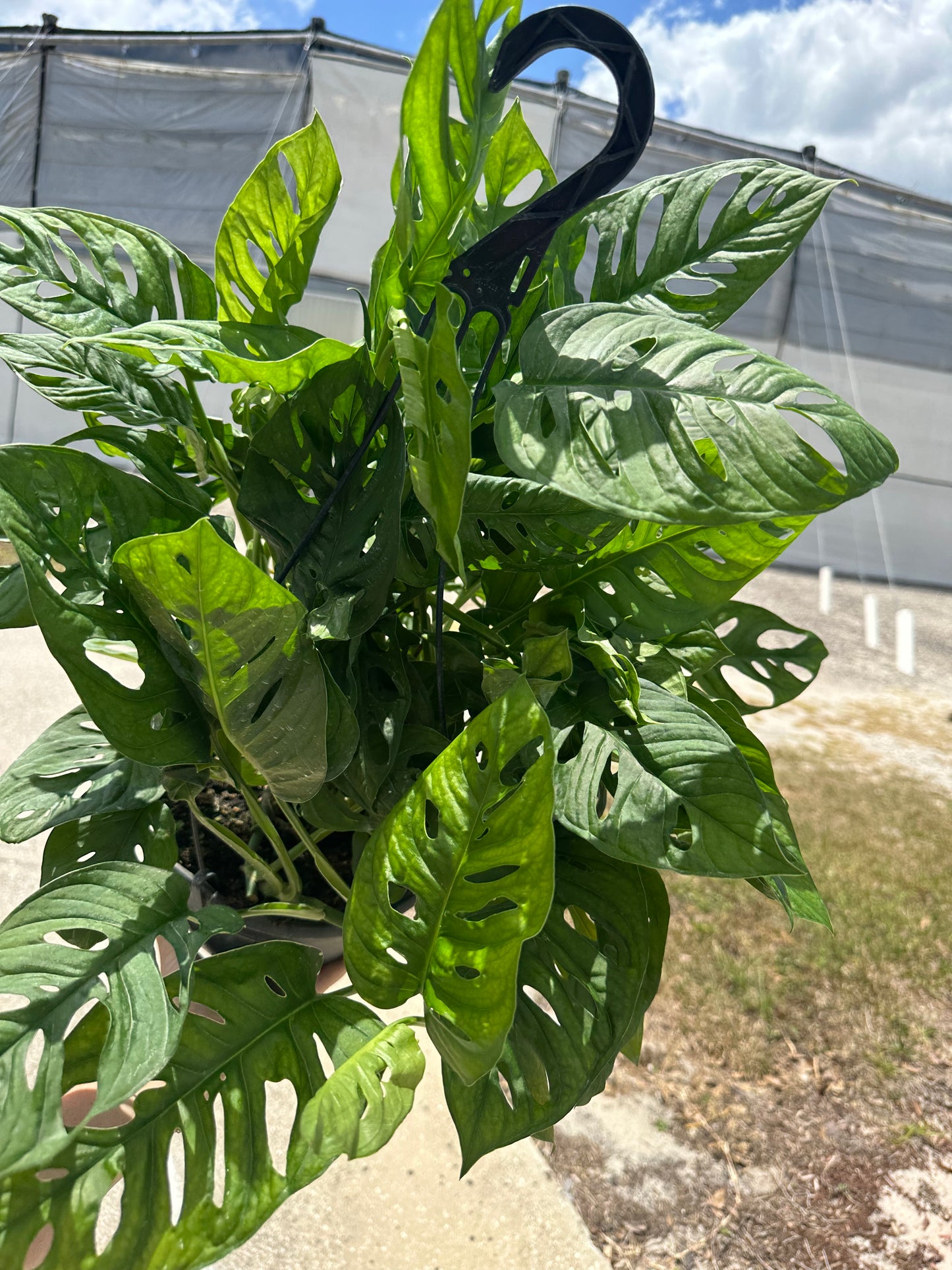 8” Swiss Cheese Monstera - PlantlyAddicted