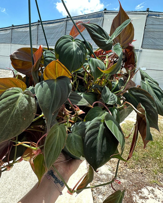 8” Philodendron Micans - PlantlyAddicted