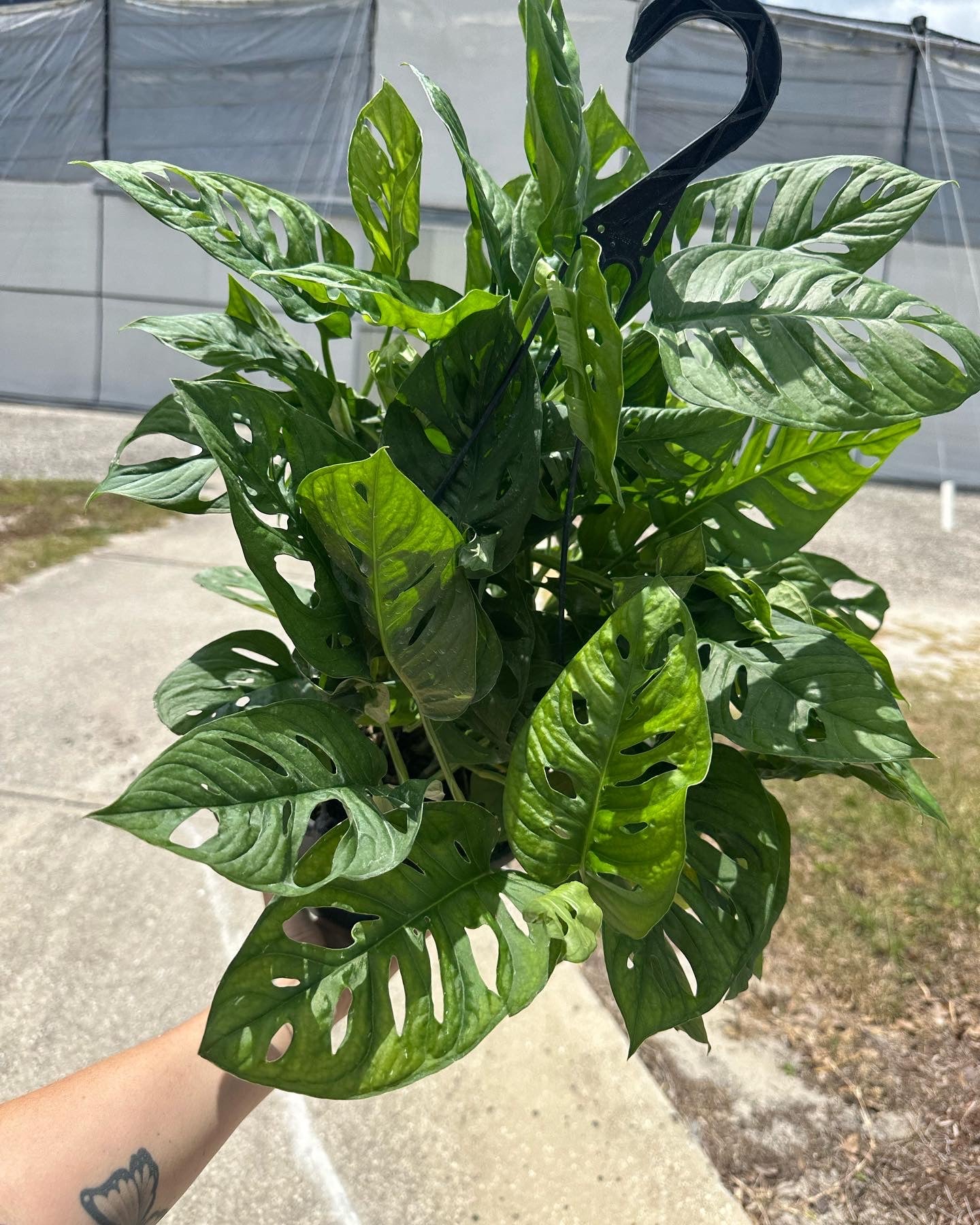 8” Swiss Cheese Monstera - PlantlyAddicted