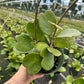 Hoya Green Kerri OVERGROWN 6” - PlantlyAddicted