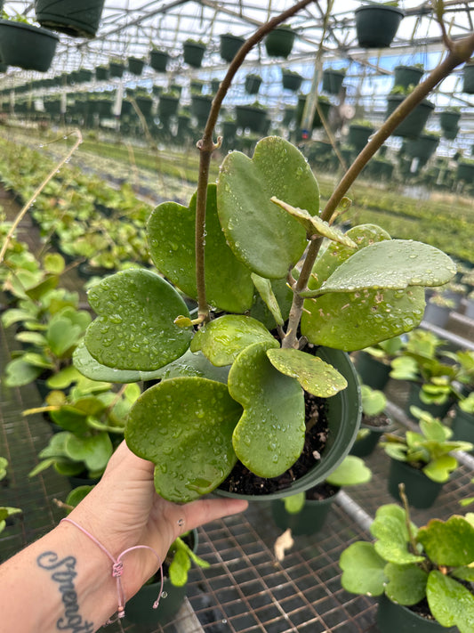 Hoya Green Kerri OVERGROWN 6” - PlantlyAddicted