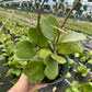 Hoya Green Kerri OVERGROWN 6” - PlantlyAddicted