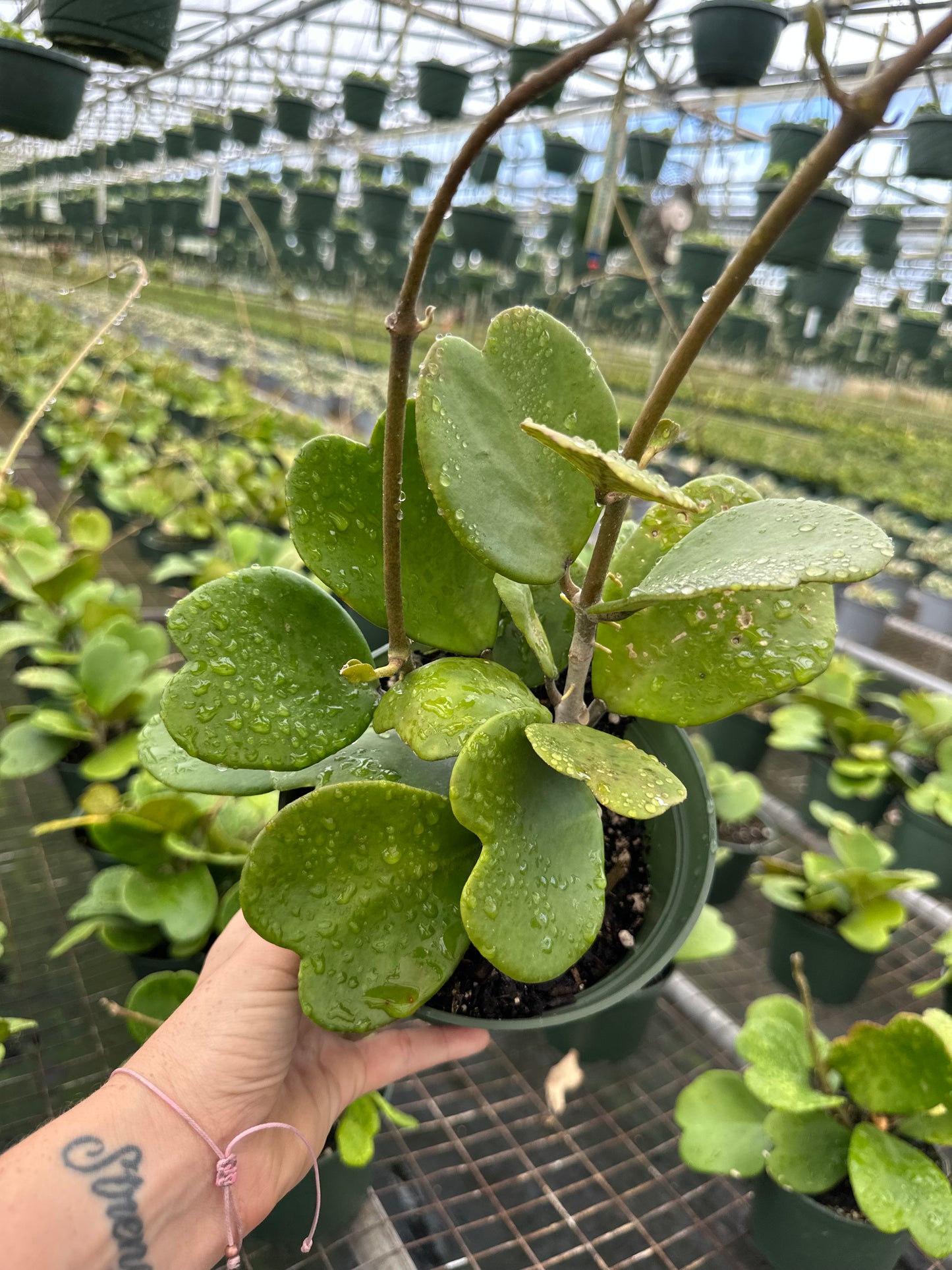 Hoya Green Kerri OVERGROWN 6” - PlantlyAddicted